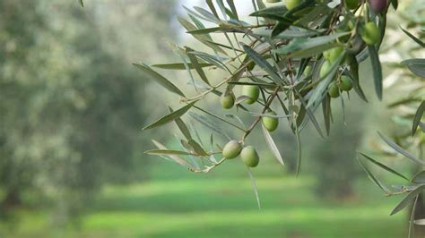 油橄欖樹|Olive tree 油橄欖樹